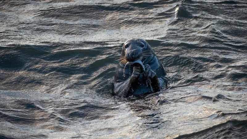 Oceanaria i fokaria na polskim wybrzeżu — gdzie ich szukać